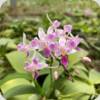 Phal. equestris peloric 3 Lip - 1 kurze Rispe